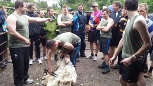Sheep Shearing Molly Gallivans 2 300x169