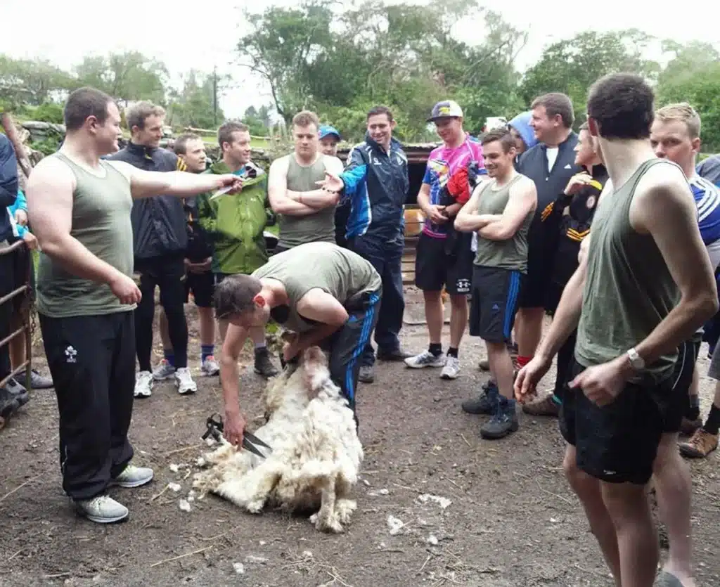 Sheep Shearing Molly Gallivans copy