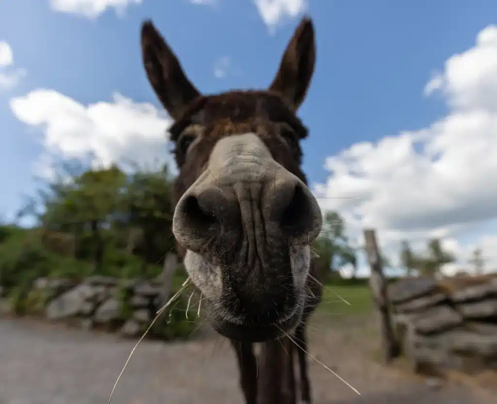 Donkey Traditional Irish Evening Gallery 1