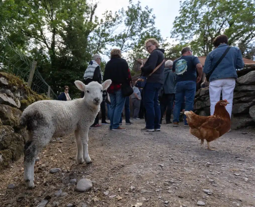 Lamb and chicken