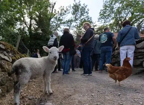 Sheep and Chicken
