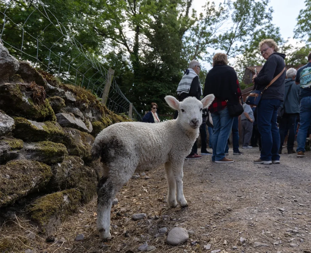 Lamb on Path