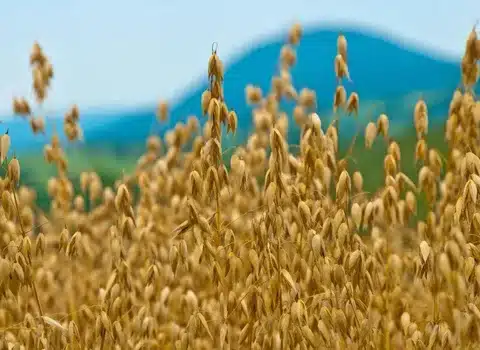 Oats and Barley Field
