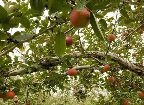 The Orchard